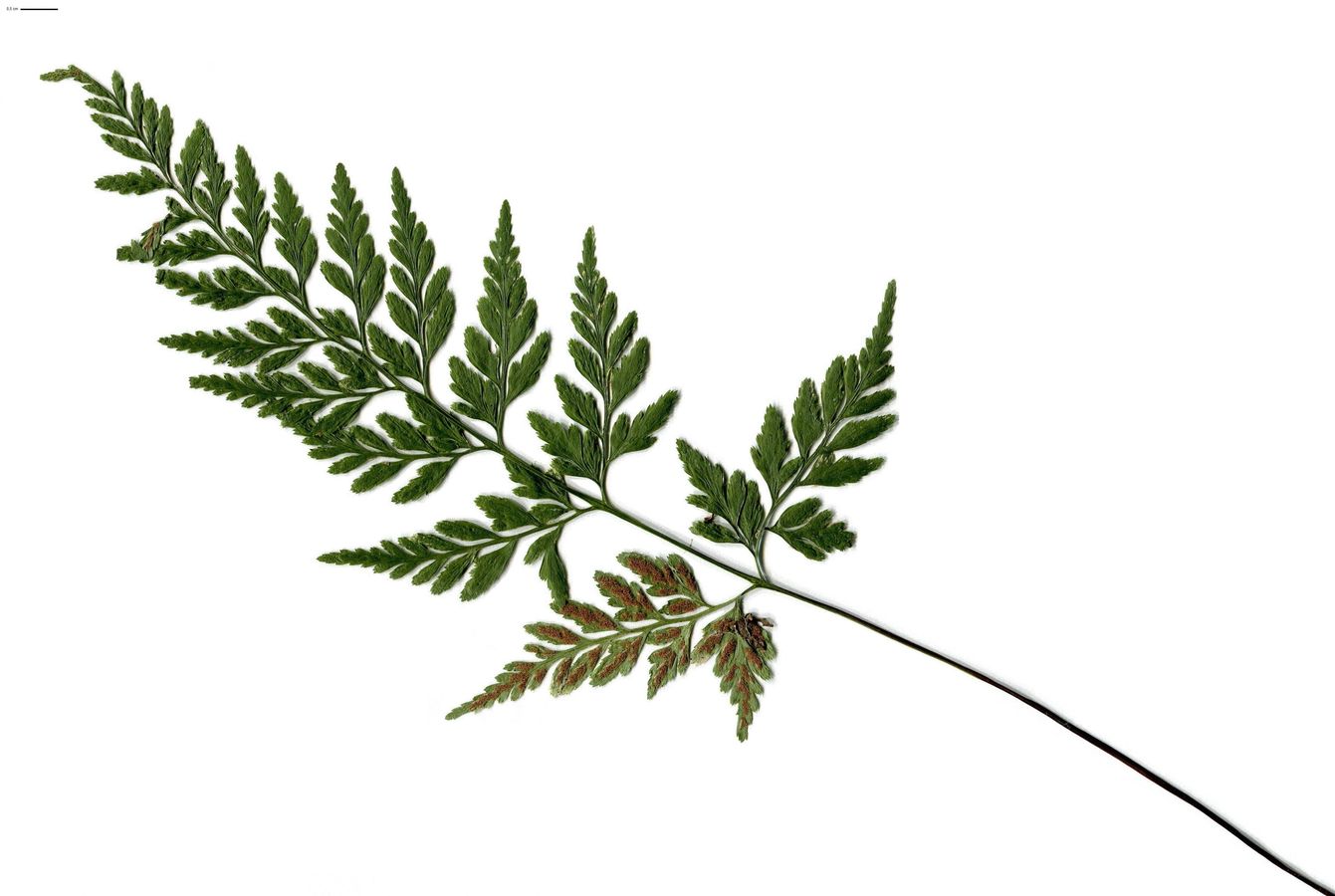 Asplenium adiantum-nigrum var. adiantum-nigrum (Aspleniaceae)